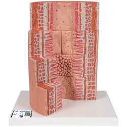 3B MICROanatomyTM Modell Verdauungstrakt - 20-fache Vergrößerung - 3B Smart Anato...