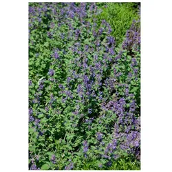 Nepeta racemosa 'Odeur Citron', Katzenminze, zitronig, ca. 9x9 cm Topf