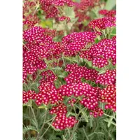 Pflanzen Für Dich Achillea millefolium Velour Schafgarbe, ca. 9x9
