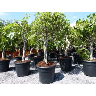 grünwaren Feigenbaum - hell UND dunkel - in 1 Topf, Obstbaum, winterhart, Ficus Carica, Feige