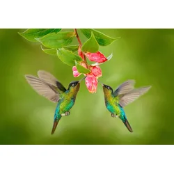 Fototapete PAPERMOON "Kolibris", bunt, B:3,50m L:2,60m, Vlies, Tapeten