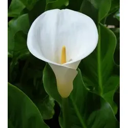 Äthiopische Calla - Zantedeschia aethiopica, Weiß