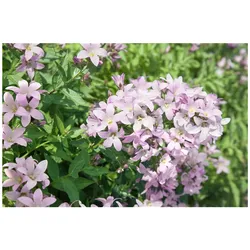 Campanula lactiflora 'Loddon Anne', Glockenblume, zartrosa, ca. 9x9 cm Topf