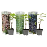 Plant in a Box - Traubenpflanzen - 3er Mischung Höhe 25-40cm
