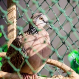 Vogelschutznetz Grobmaschig Katzennetz FüR Balkon Ohne Bohren HüHnernetz Maschenweite 1.5x1.5cm Schützt Obstbäume und Gemüse vor Vogelfraß,6x10m