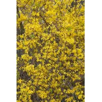 Pflanzen Für Dich Forsythia 'Lynwood', Goldglöckchen, leuchtend gelb, 100–125
