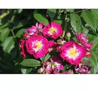 Kletterrose  (Rosa 'Perennial Blue' -R- ADR, Lila-Rosa)