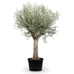 Olivenbaum ‘Old Skin’