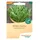 Bingenheimer Saatgut Wilde Rauke - Rucola demeter