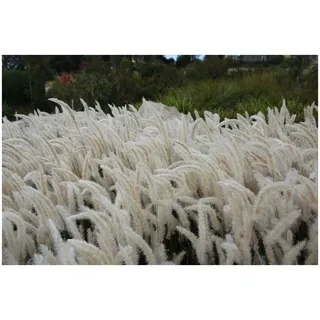 Stauden Gänge 5 x Imperata cylindrica Japanisches Silberhaargras winterhart