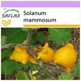 Saflax - Kuheuterpflanze - 10 Samen - Solanum mammosum