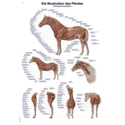 Lehrtafel Die Muskulatur des Pferdes 70x100cm