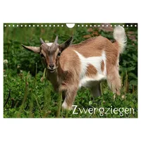 Calvendo Zwergziegen (Wandkalender 2026 DIN A4 quer), CALVENDO Monatskalender: