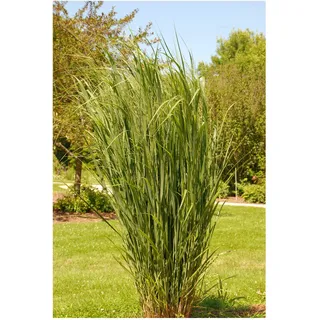 Stauden Gänge 1 x Panicum virgatum 'Northwind' Riesen Rutenhirse winterhart