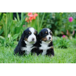 Fototapete PAPERMOON "Berner Sennenhunde", bunt, B:3,0m L:2,2m, Vlies, Tapeten