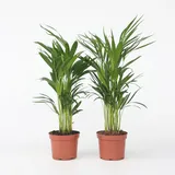 Plant in a Box - Goldfruchtpalme - 2 Stk - Dypsis lutescens - Höhe 60-70cm - Topf 17cm