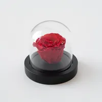 Plant in a Box - Konservierte rote Rose unter