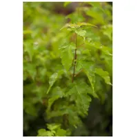 Pflanzen Für Dich Acer ginnala, Feuerahorn, 40–60 cm, leuchtend