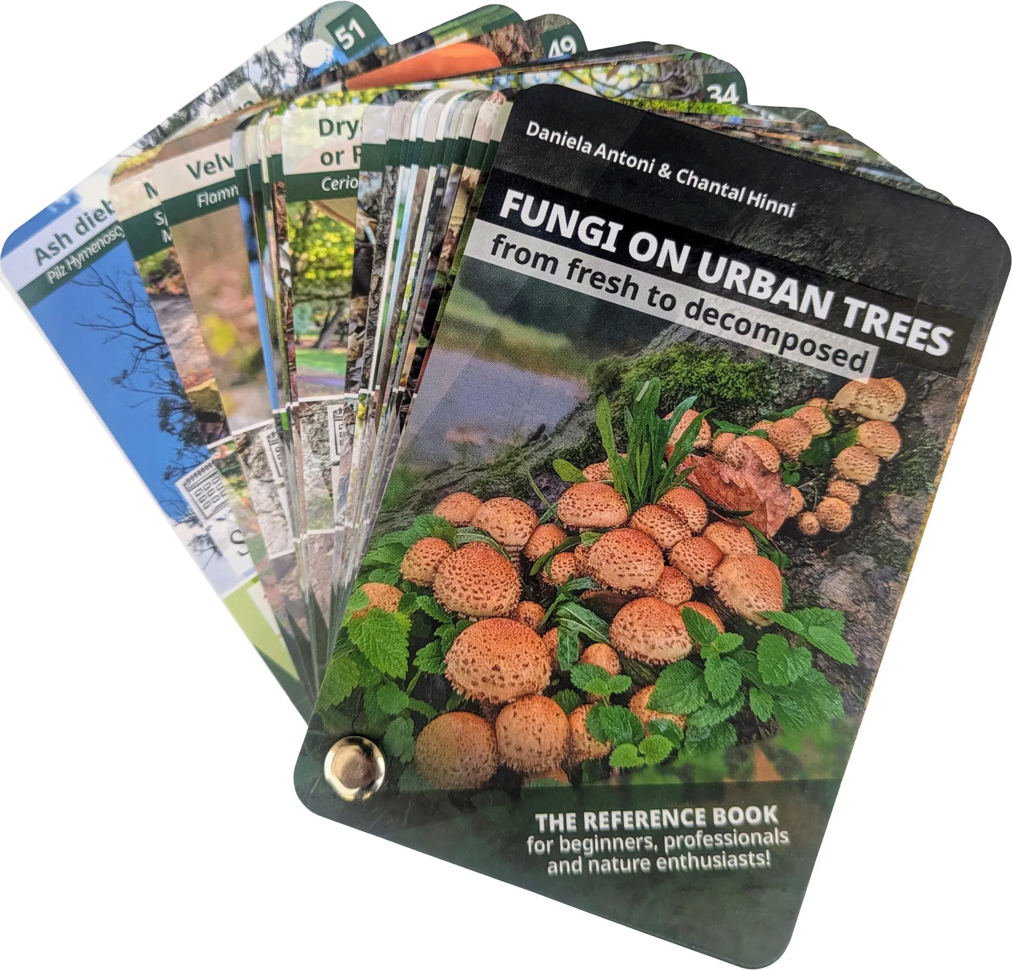 Bestimmungsfächer – Pilze an Stadtbäumen, englische Ausgabe