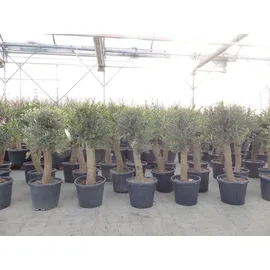 grünwaren Olivenbaum Bonsai 160 cm Olive beste Qualität, Stammumfang 30 - 40 cm, winterhart, Olea Europaea