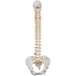 Flexibles Wirbelsäulenmodell "Klassik" mit weiblichem Becken - 3B Smart Anatomy
