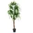 Europalms Goldregenbaum, weiß, 180cm