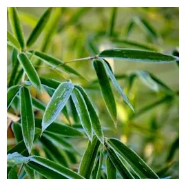 Plant in a Box - Fargesia rufa - Höhe 25-40cm