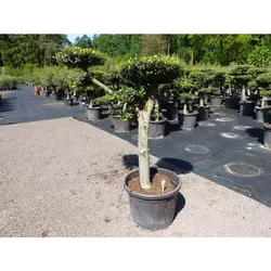 Olivenbaum 6 Pon Pon Bonsai Formgehölz Gartenbonsai Olea europaea Olive winterhart