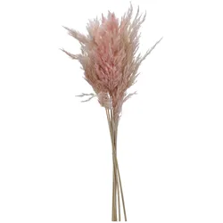 Trockenblume PAMPASGRAS pink