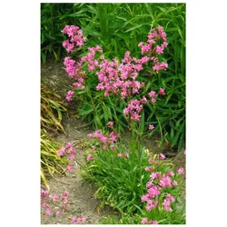 Lychnis viscaria 'Feuer', Pechnelke, leuchtend rot, ca. 9x9 cm Topf
