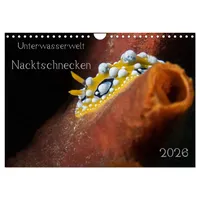 Calvendo Unterwasserwelt Nacktschnecken (Wandkalender 2026 DIN A4 quer), CALVENDO