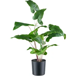 Kunstpflanze CREATIV GREEN "Colocasia esculenta", grün, H:50cm, Kunststoff, Kunstpflanzen, mit detailgetreuem Blattwerk