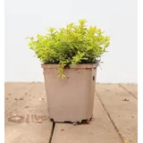 Pflanzen Für Dich Thymus x citriodorus Golden Dwarf', Zitronenthymian, ca. 9x9 cm Topf