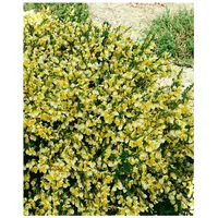 Pflanzen Für Dich Cytisus scoparius 'Golden Cascade', Besenginster, goldgelb,
