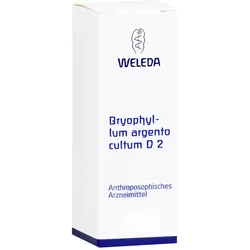 Bryophyllum Arg Cul D 2