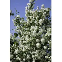Pflanzen Für Dich Philadelphus 'Virginal', Duftjasmin, weiß, 40–60 cm