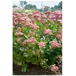 Sedum telephium 'Joyce Henderson', Fetthenne, ca. 9x9 cm Topf