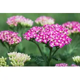 PlantaPro Staude Achillea millefolium 'Cerise Queen'