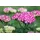 PlantaPro Staude Achillea millefolium 'Cerise Queen'