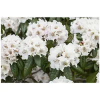 Pflanzen Für Dich Rhododendron Hybr. 'Bellini', rosa Blüten, 30–40