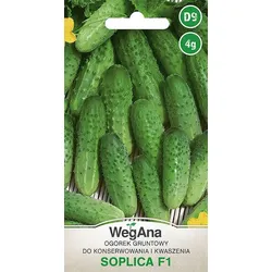 Gurke gemahlen Soplica F1 4g Gemüsesamen - WegAna