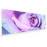 Primedeco Küchenrückwand Küchenrückwand Spritzschutz Glas mit Motiv Winterrose 100 cm x 40 cm