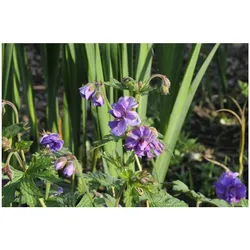 Geranium himalayense 'Plenum', Himalaya-Storchschnabel, gefüllt, ca. 9x9 cm Topf