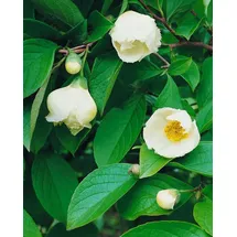 Pflanzen Für Dich Stewartia Pseudocamellia Japanische Scheinkamelie 60–80 cm