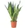 Flowerbox Bogenhanf - Sansevieria zeylanica ca. 65 cm, Topf-Ø 17 cm