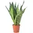 Flowerbox Bogenhanf - Sansevieria zeylanica ca. 65 cm, Topf-Ø 17 cm