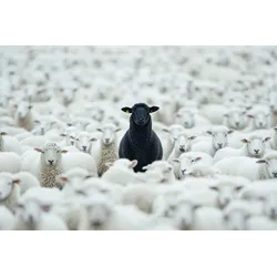Acrylglasbild BLACK SHEEP - weiß