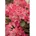 Pflanzen Für Dich Rhododendron yakushimanum Sneezy rosa Blüten 40 50 cm
