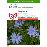 SAFLAX - Heilpflanzen - Wegwarte - 250 Samen -