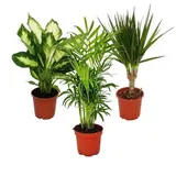 EXOTENHERZ Zimmerpflanzen-Mix II 3er Set, 1x Dieffenbachia, 1x Chamaedorea (Bergpalme) 1x Dracena marginata (Drachenbaum), 10-12cm Topf